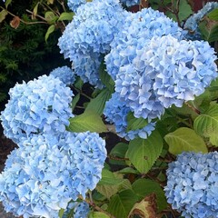 blue hydrangea flowers