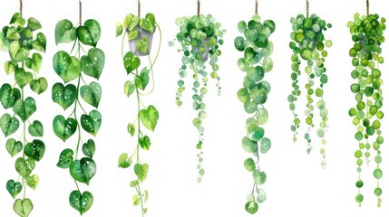 String of Pearl and String of Heart plants showcased in a watercolor collection. Concept Watercolor Illustration, String of Pearl Plant, String of Heart Plant, Botanical Collection 