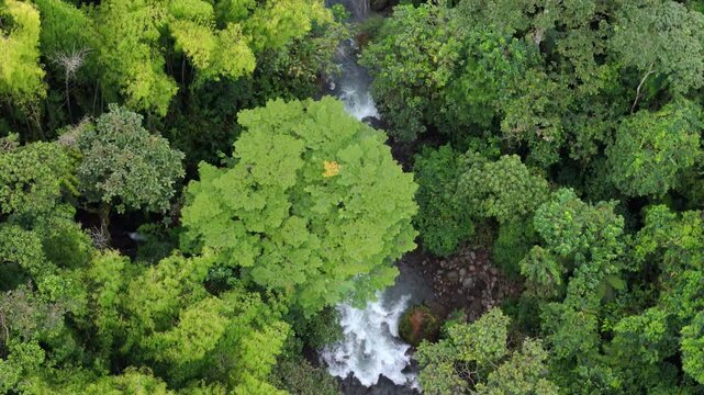 Toma aerea de seguimiento con drone del r&iacute;o rodeado de bosque y mucha vegetaci&oacute;n en el bosque tropical