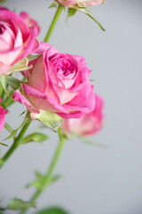 ジョリートレンドセッター