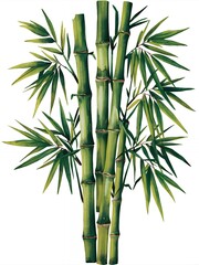 A vibrant green bamboo plant stands tall against a white background.