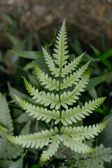 Beautiful fern leaves in the forest. Selective focus.