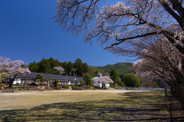 「三代校舎ふれあいの里」を彩る満開のソメイヨシノ