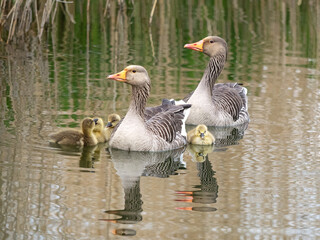 Fototapeta premium OLYMPUS DIGITAL CAMERA