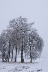 雨氷と雪に覆われた高原の裸樹