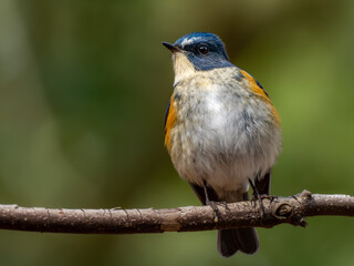 森の中の木陰で枝に留まって周りを見渡しているルリビタキの雄