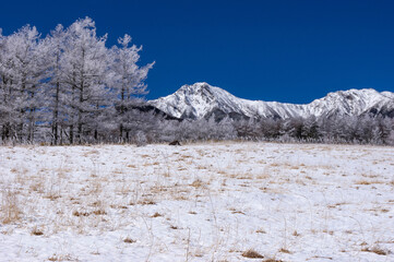 霧氷に覆われた野辺山高原のカラマツと白銀の八ヶ岳