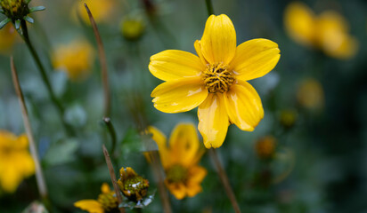 Yellow Bidens ferulifolia flowers in a garden. Close-up. Narrow depth of field