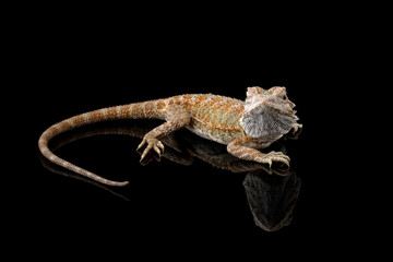 bearded dragon isolated on black, the whole body of the lizard