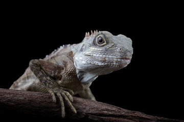 hypsilurus magnus forest dragon lizard, isolated on black background