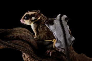 Sugar glider with her baby isolated on black (Petaurus breviceps)