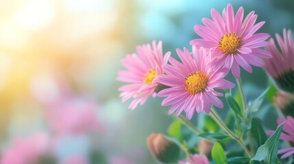 Pink asters adorn summer backdrop