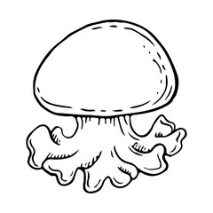 Australian blubber jellyfish black and white vector illustration. Phyllorhiza punctata tropical sea and ocean animal simple ink sketch for marine designs and nautical prints