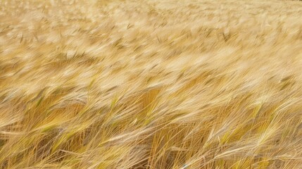 Fototapeta premium Golden Wheat Field