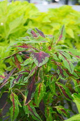 Coleus plant. A mixture of colors. Different varieties of coleus. Assortment of potted house plants. colorful leaves pattern. Burgundy-green leaves of coleus close-up.