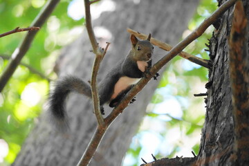 枝に止まるエゾリス