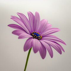 pink daisy flower on a neutral background