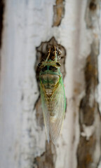 Adult Giant Cicada of the species Quesada gigas in the process of ecdysis in which the cicada evolves to the adult stage abandoning the old exoskeleton that is now called exuvia a process of metamorph