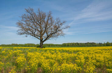 Tree in a field of yellow flowers .