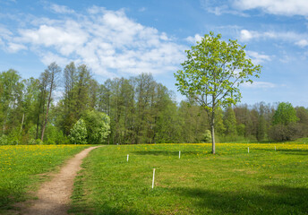 Sunny day with blue sky and white clouds and green grass and trees at spring season .
