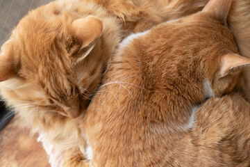 窓辺でくつろぐ二匹の猫