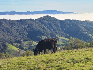 Cows graze on the fresh green grass in the hills above the fog in San Ramon Valley, California