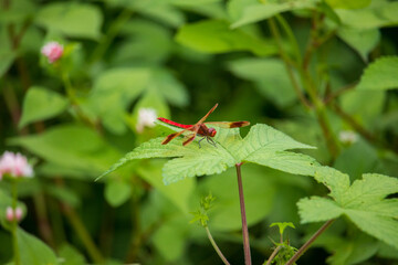 A Sympetrum pedemontanum elatum (Banded darter) dragonfly on a green leaf.