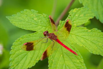 A Sympetrum pedemontanum elatum (Banded darter) dragonfly on a green leaf.