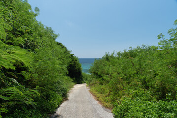 正面にエメラルドグリーンの海の見える両側が緑に覆われた道