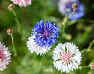Blue cornflowers flowers in nature. Close-up