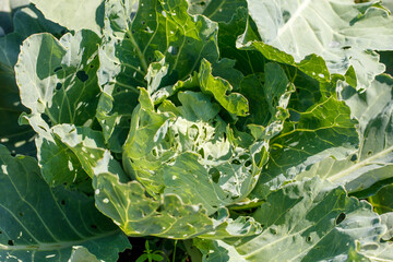 Heads of cabbage growing in the garden