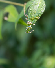 雨に濡れた葉っぱ