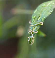 雨に濡れた葉っぱ