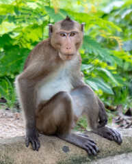 Monkey outdoors in a tropical park