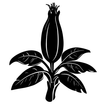 recommend clip art: vector silhouette of a Plantain