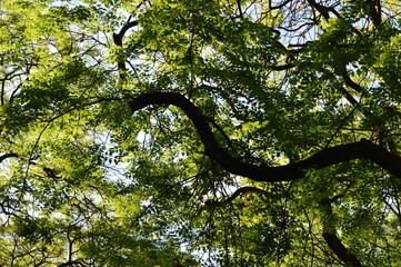Fototapeta premium a large tree branch full of leaves