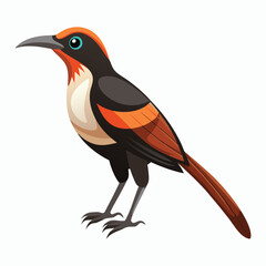 buff tailed sicklebill bird vector