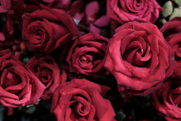 Red romantic rose background