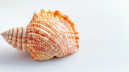 Obraz premium seashell backdrop