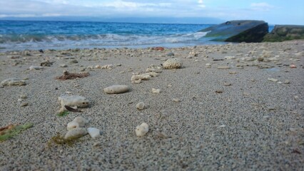 beach sand and corals