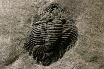 Fossil of Extinct Trilobite in Museum Exhibit