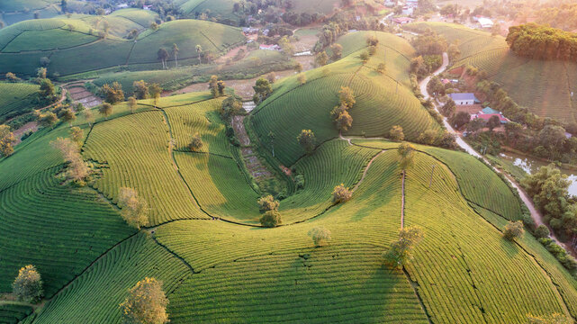 Beautiful aerial view of Long Coc tea hills. Long Coc in Phu Tho Province, Vietnam