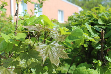 maple leaves on a branch fresh close-up in spring 