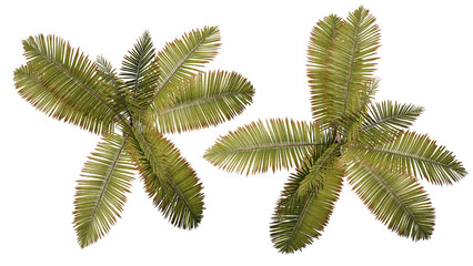  Tree  top view flat lay isolated on white background