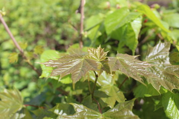 maple leaves on a branch fresh close-up in spring 