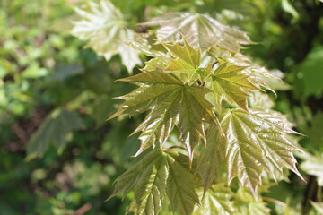 maple leaves on a branch fresh close-up in spring 