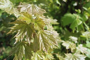 maple leaves on a branch fresh close-up in spring 