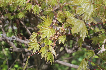maple leaves on a branch fresh close-up in spring 