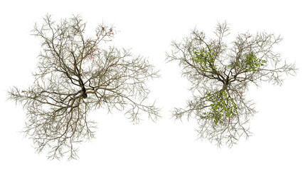  Tree  top view flat lay isolated on white background