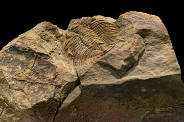 Fossil of Extinct Trilobite in Museum Exhibit